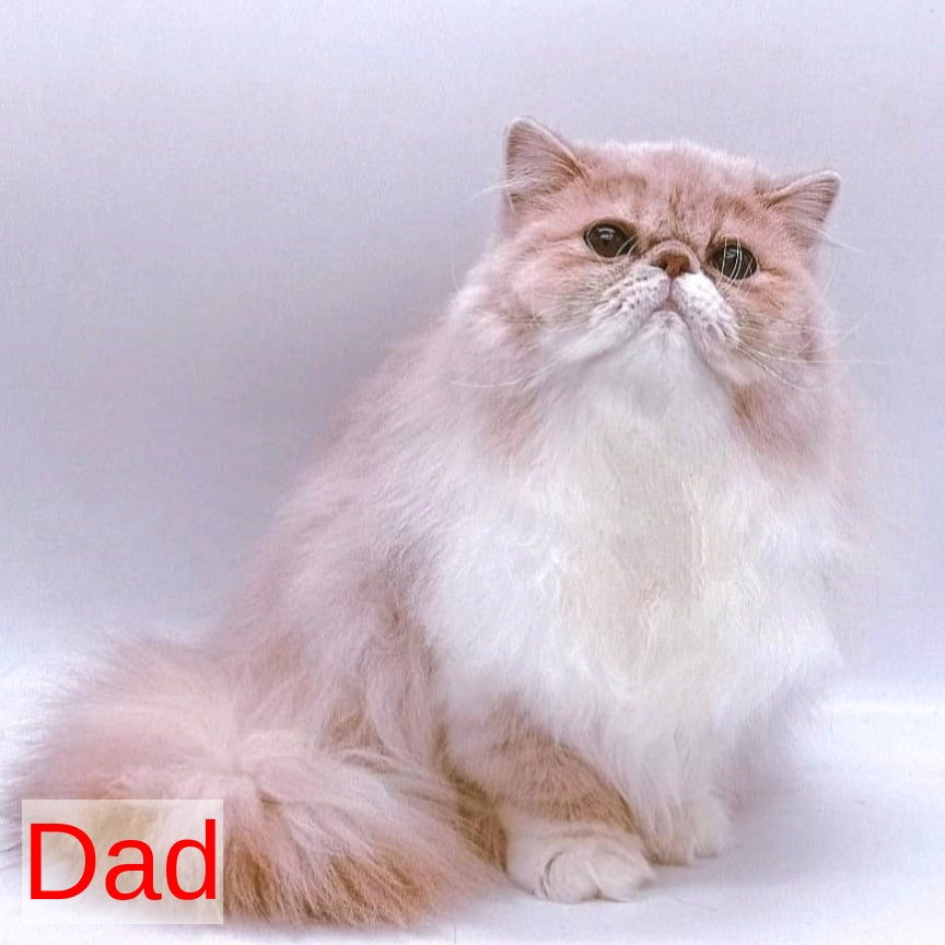 Lily Persian female, black tortie