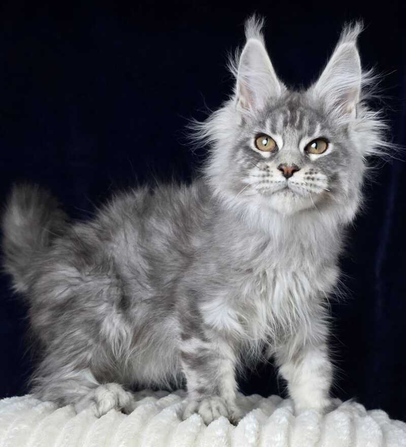 Caruso Maine Coon male, black silver tabby