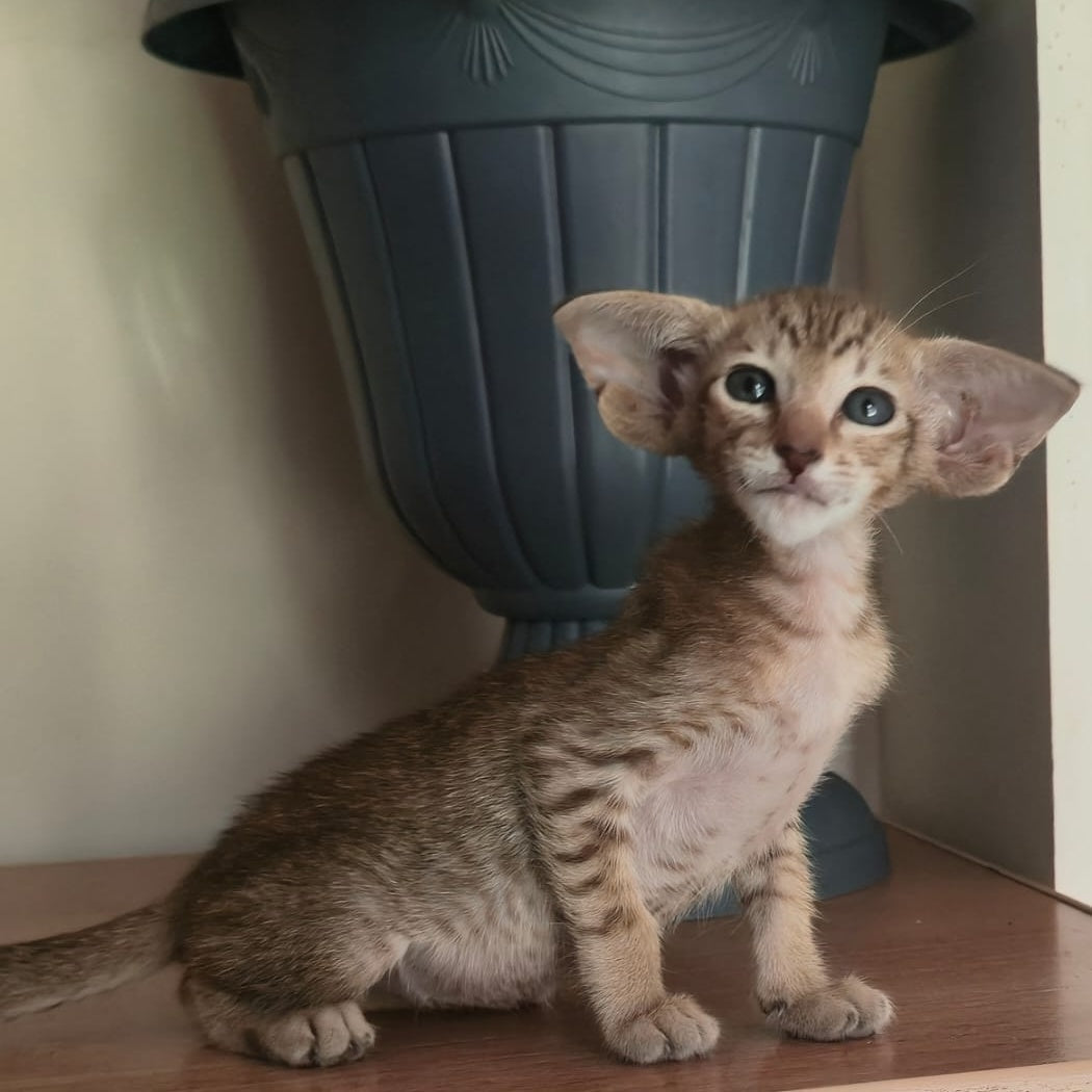 Arisha Oriental Shorthair female, chocolate tabby