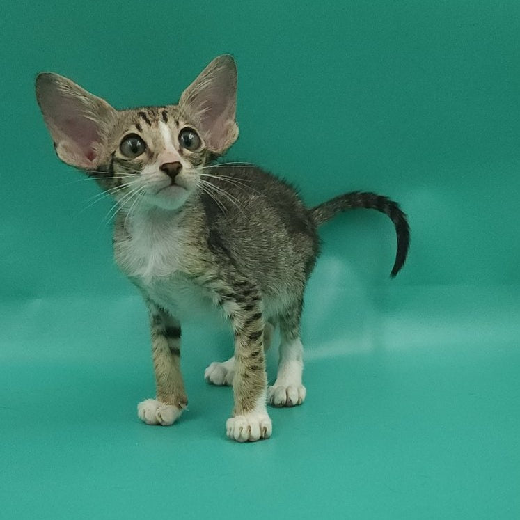 Valery Oriental Shorthair female, black tortie bicolour spotted tabby