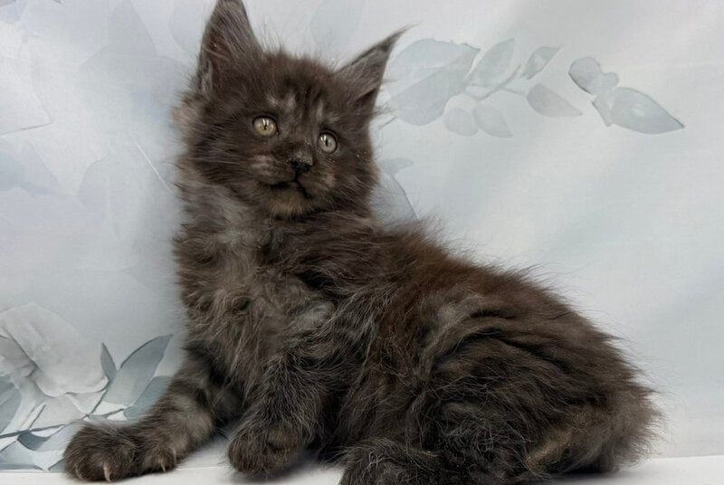Angor Maine Coon male, black silver