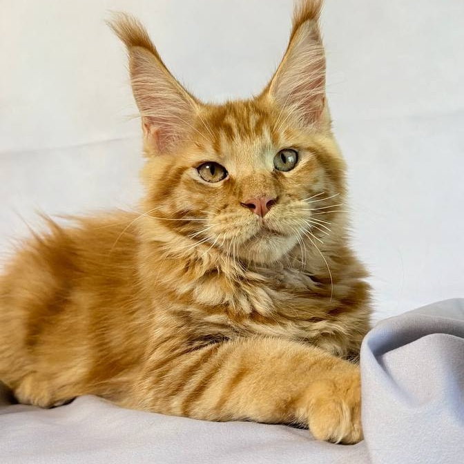 Hermes Maine Coon male, red