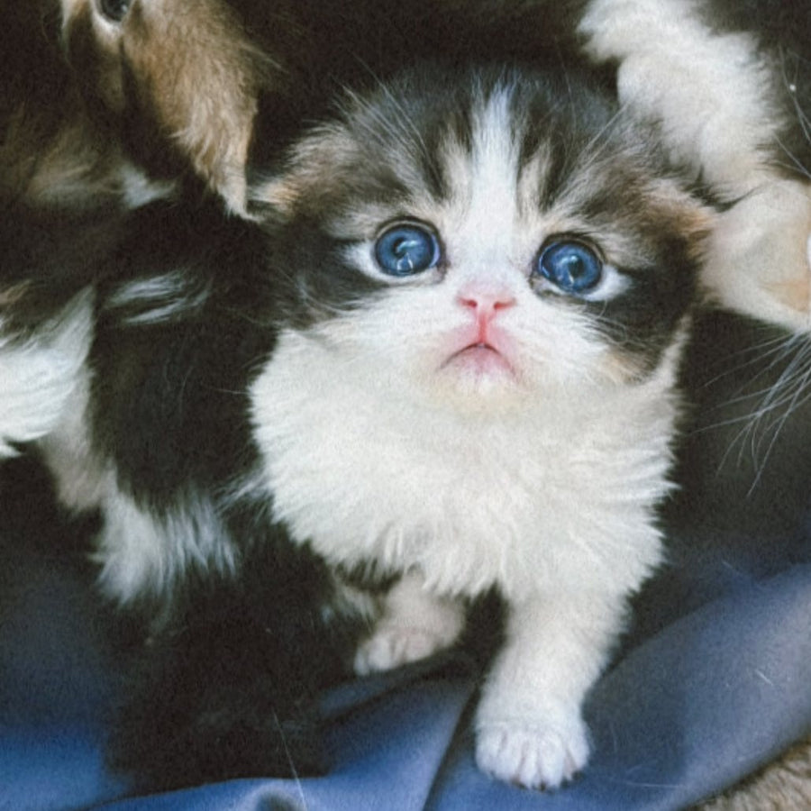 Karat Scottish Fold female, black tabby bicolour