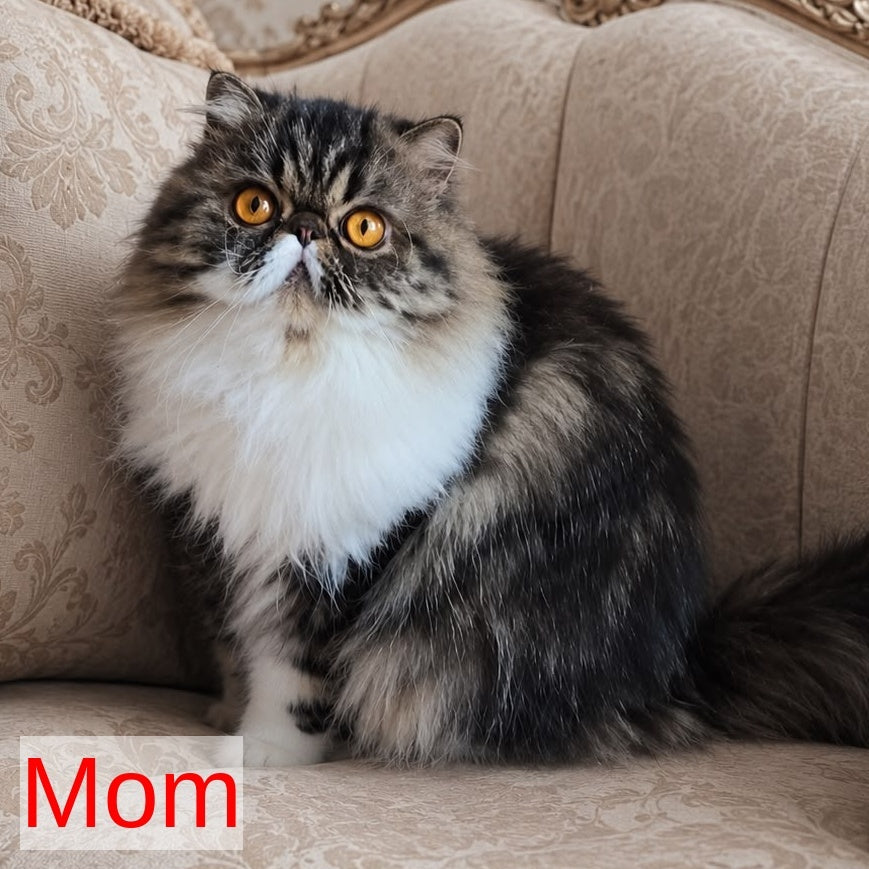 Olivia Persian female, blue tortie