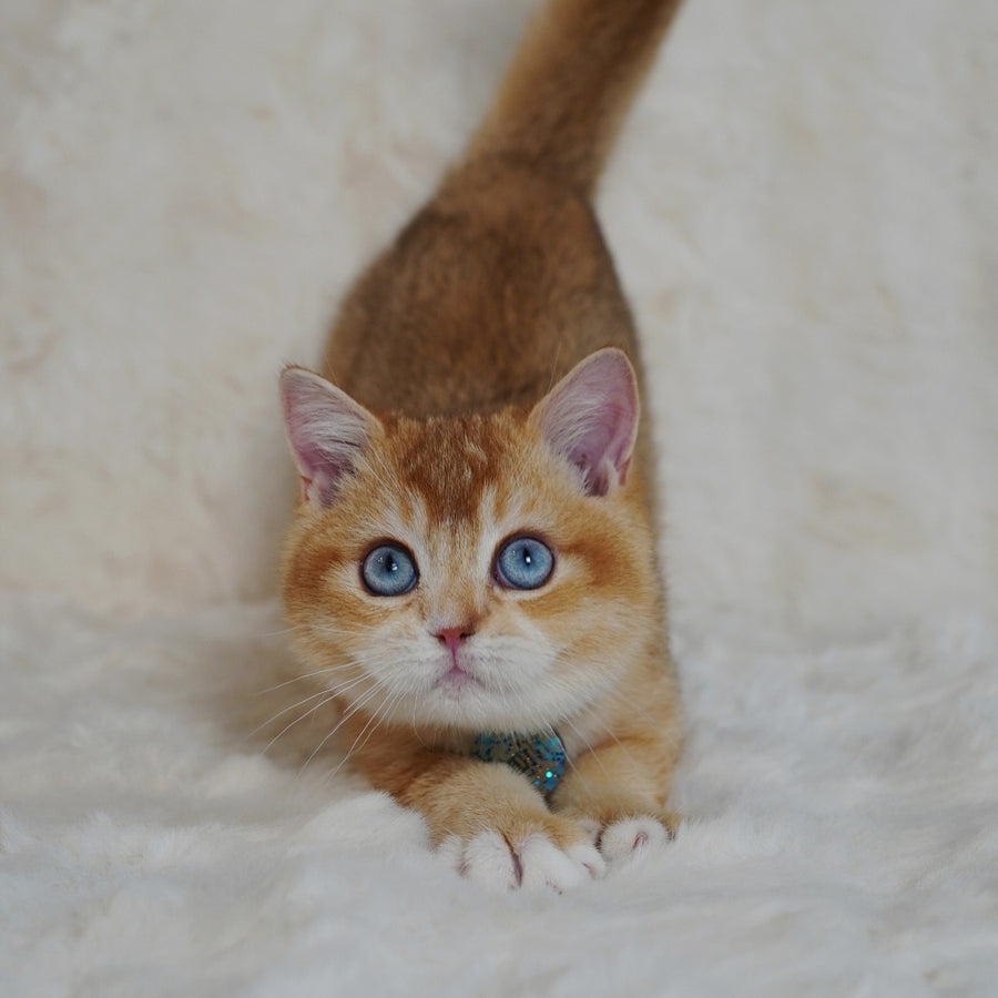 Teddy British Shorthair male, chocolate golden chinchilla with white