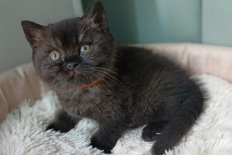 Gerda British Shorthair female, black
