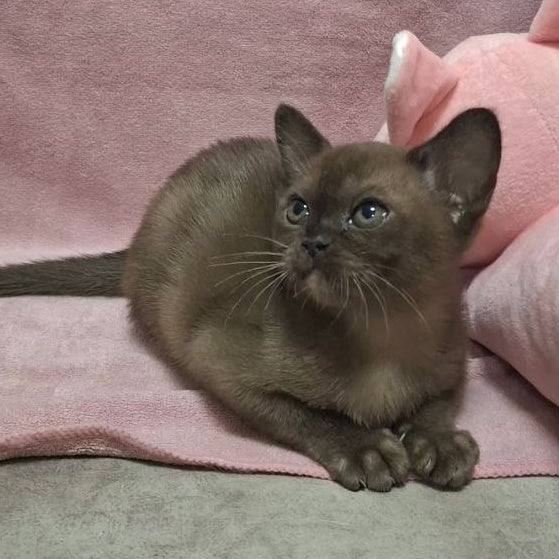 Hanna Burmese female, black