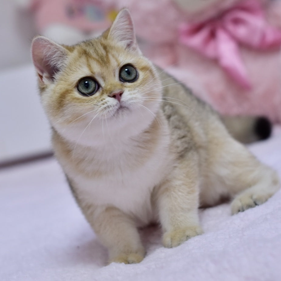 Holly British Shorthair female, black golden shaded