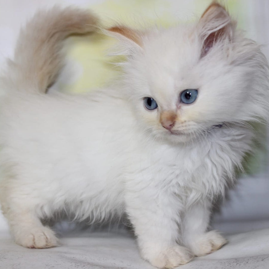 Onegin Siberian male, red tabby pointed