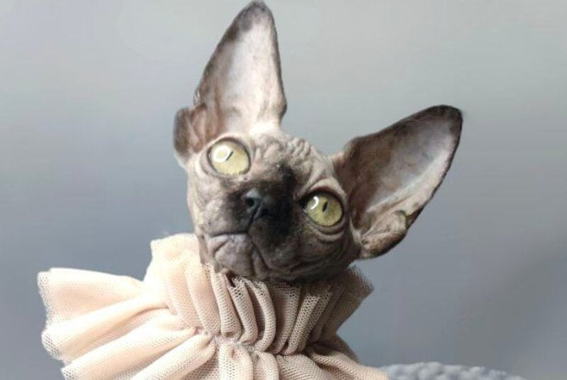 Darly Canadian Sphynx female, black