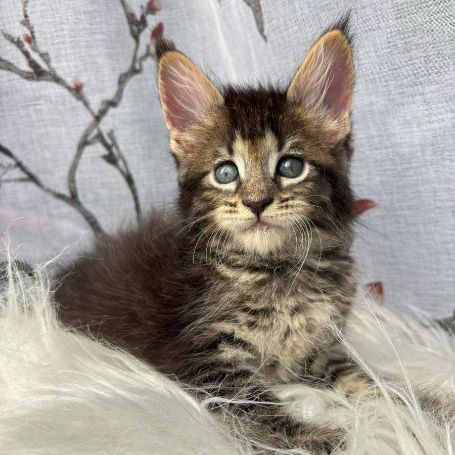 Cookie Maine Coon male, black spotted tabby