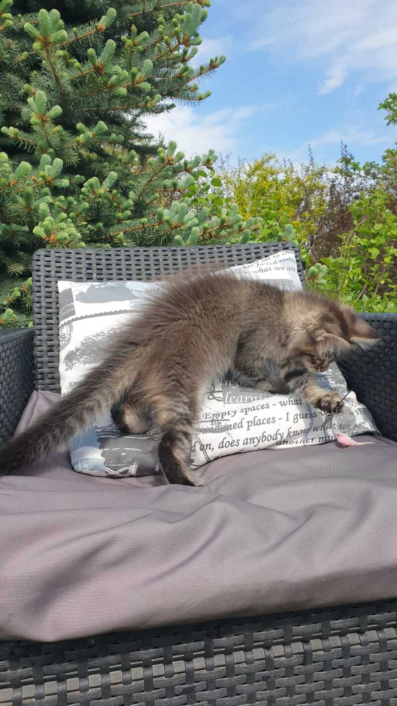 Grace Maine Coon female black ticked tabby - live animals