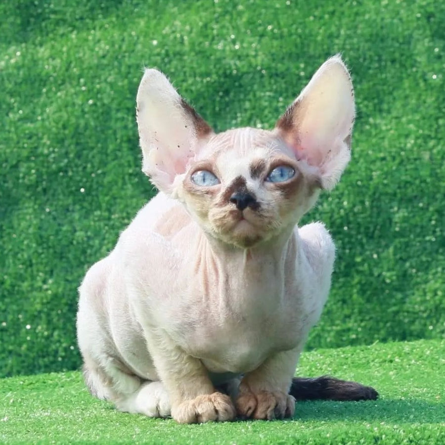 Avetador Devon Rex male, chocolate pointed harlequin