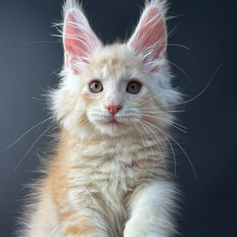 Bugs Bunny Maine Coon polydactyl 6x6x6x6 male, red silver ticked tabby bicolour