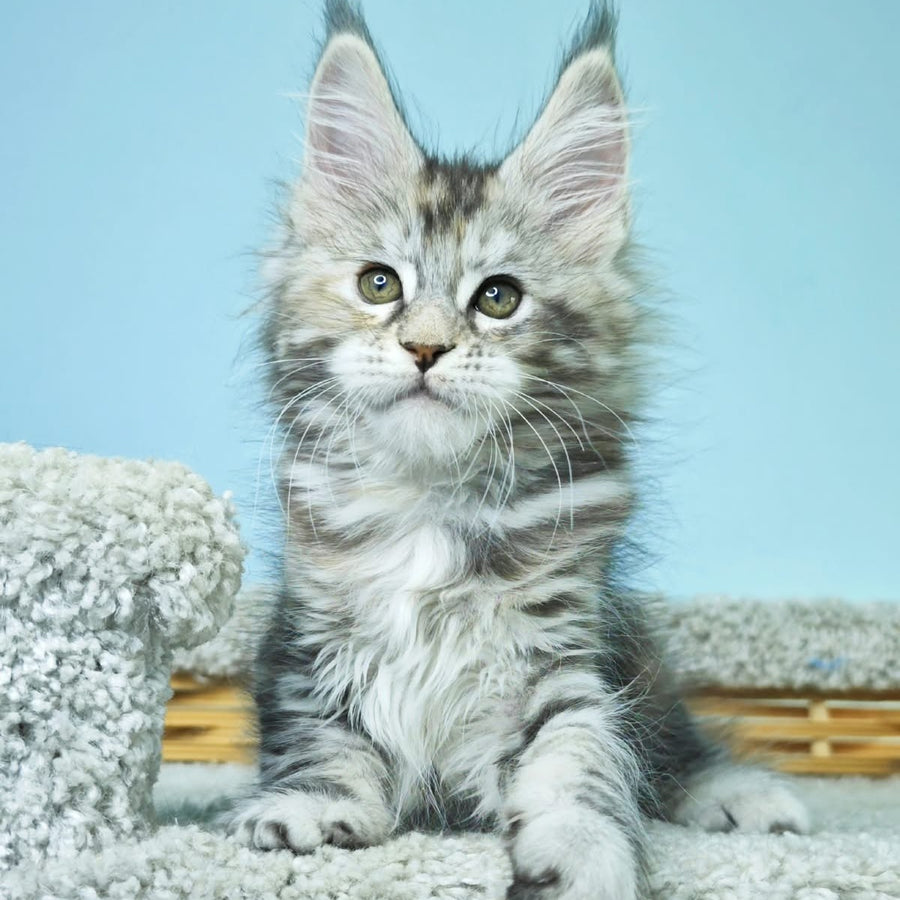 Hanna Maine Coon female, black tortie silver tabby