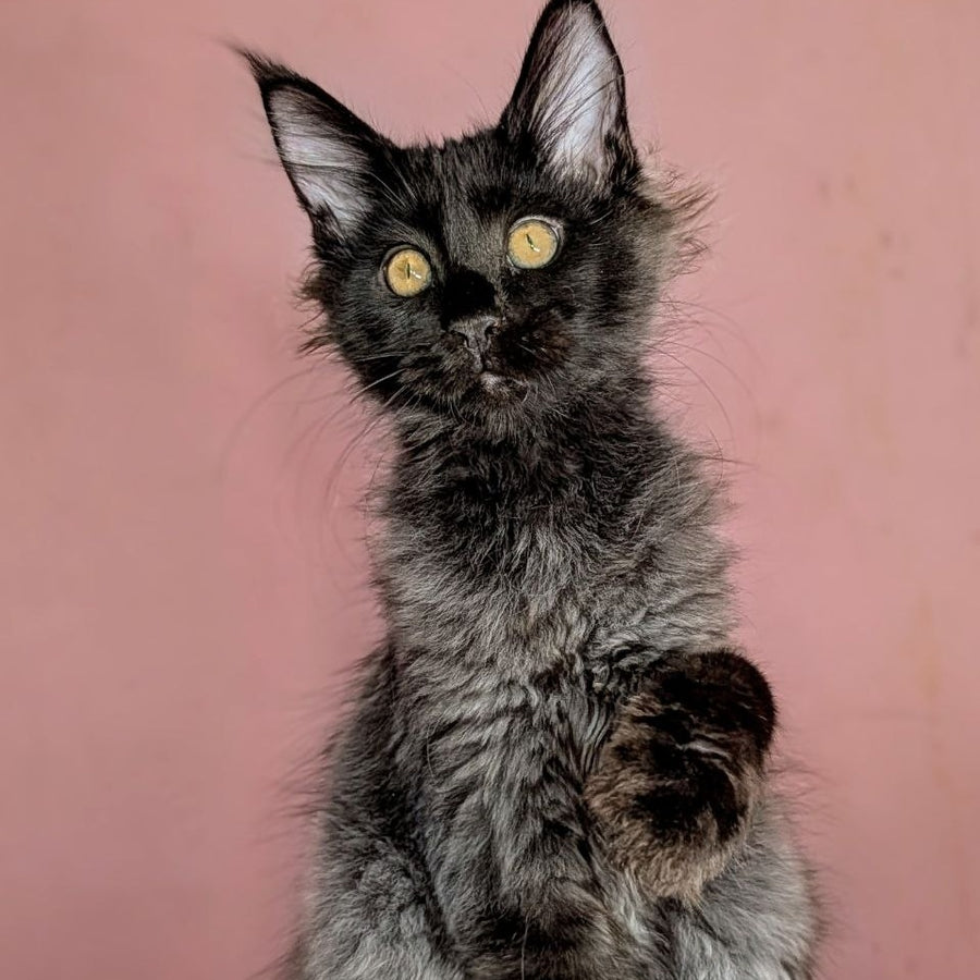 Wizard Maine Coon male, black