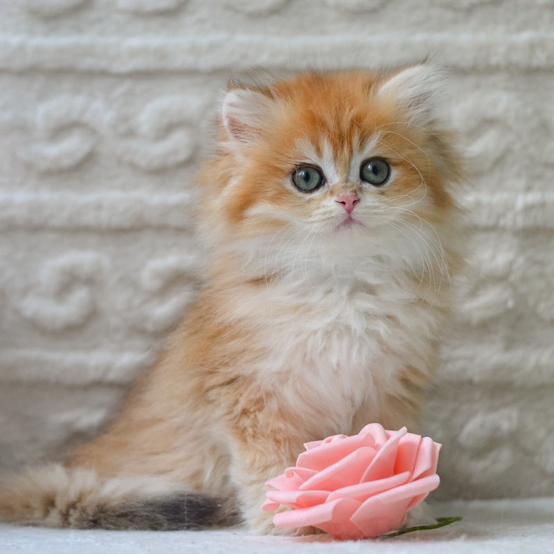 Emma British Longhair female, black golden shaded