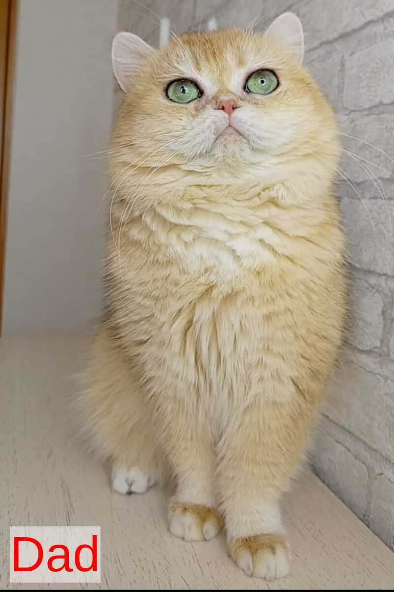 Marsi British Shorthair male black golden chinchilla - live animals