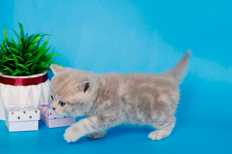 Sapfir British Shorthair male, lilac tabby