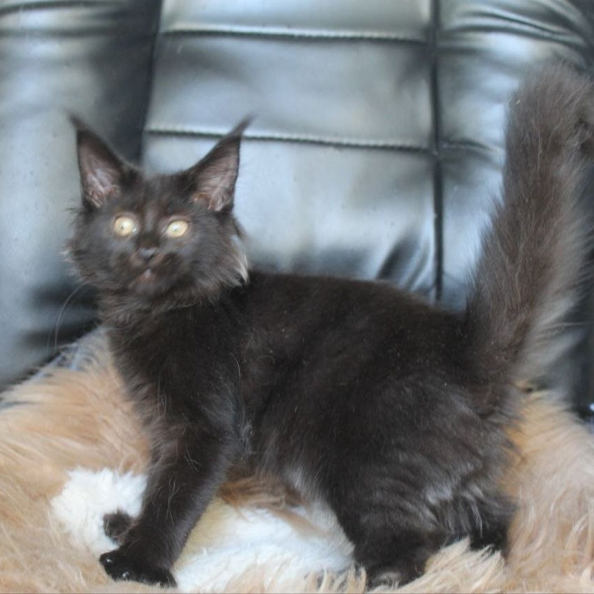 Nazira Maine Coon female, black