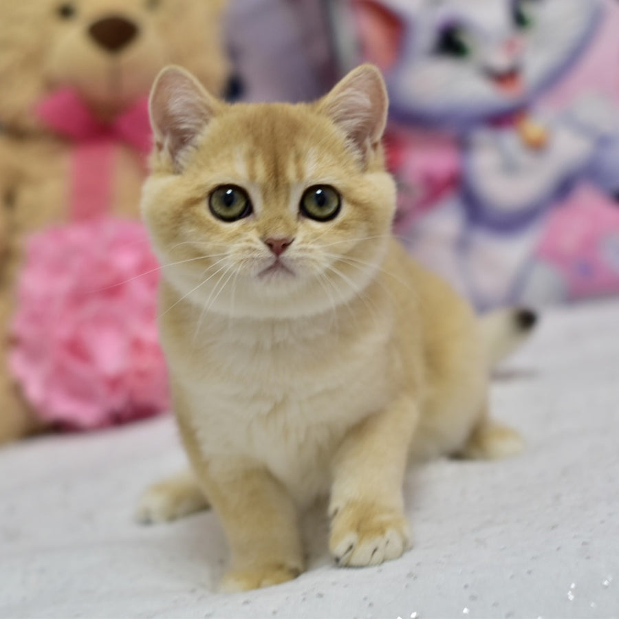Candy British Shorthair female, black golden shaded