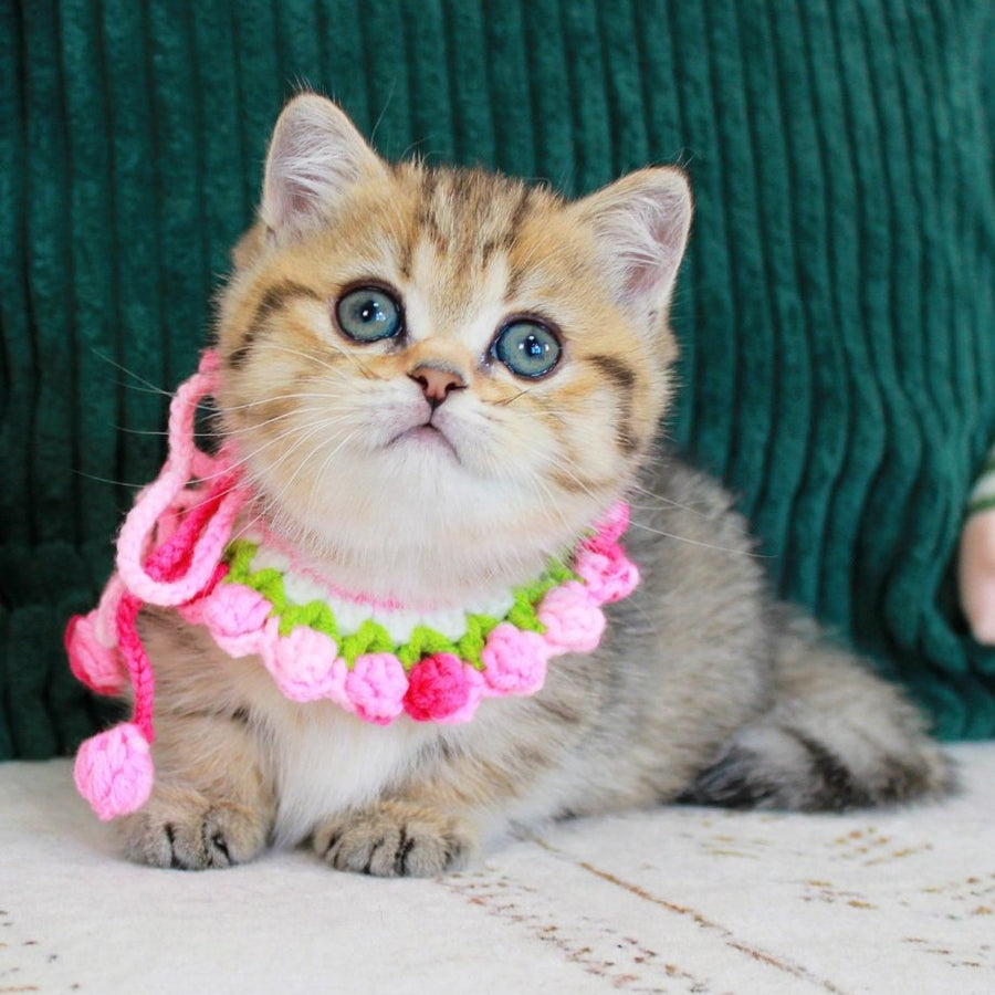 Kiara Munchkin female, chocolate golden spotted tabby