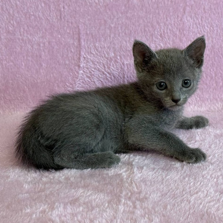 Laffy Russian Blue female, blue