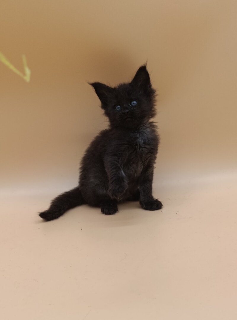 Iris Maine Coon female black silver live animals