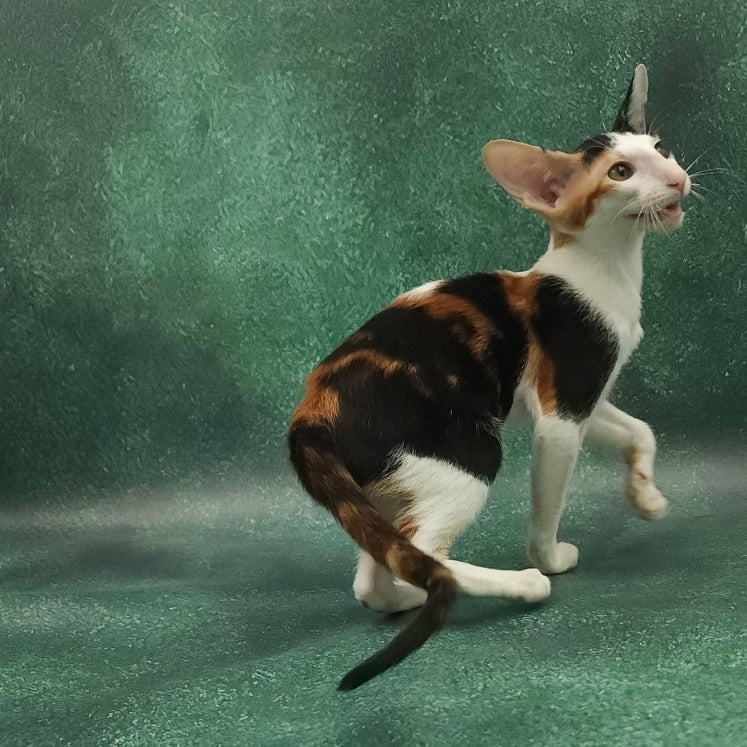 Ulrica Oriental Shorthair female, black tortie tabby harlequin