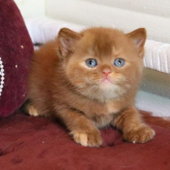 Rebecca British Shorthair female, cinnamon tortie