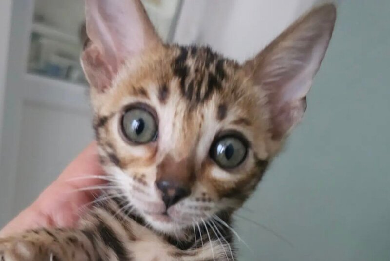 Тomagochi Bengal male black spotted tabby - live animals