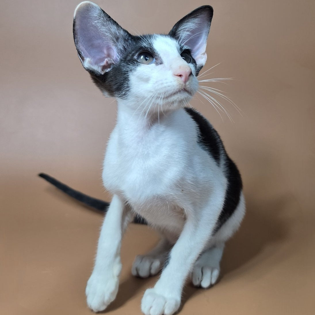 Asher Oriental Shorthair male, black bicolour