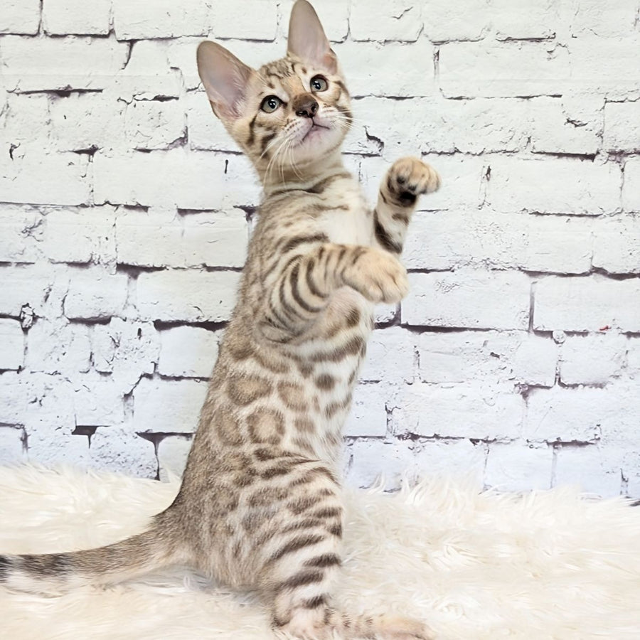 Ashton Bengal male, black silver spotted tabby pointed