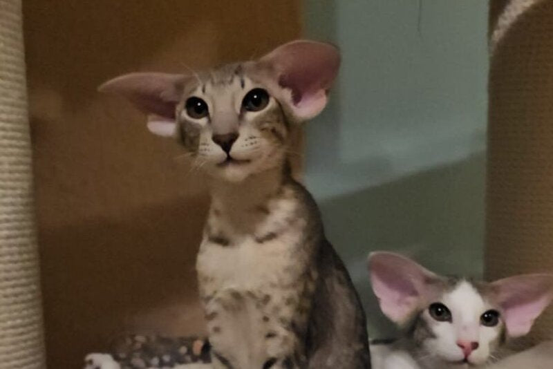 Richard Oriental Shorthair male, blue spotted tabby