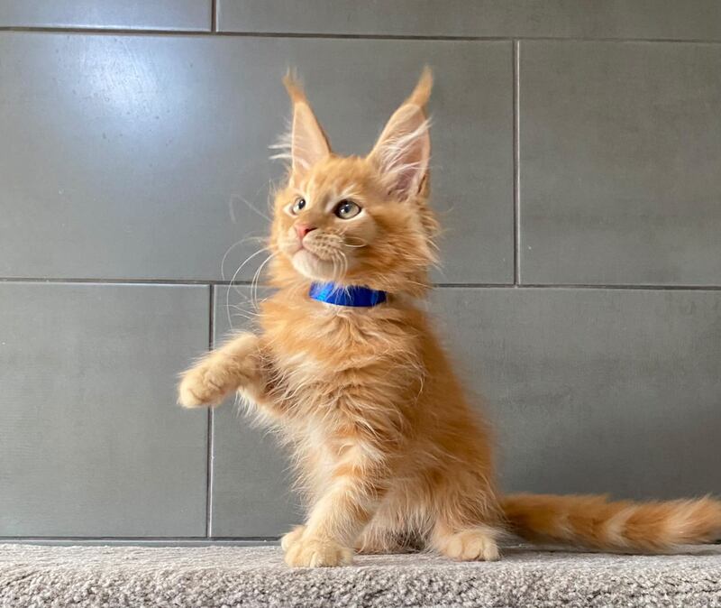 Winnipeg Maine Coon male, red tabby