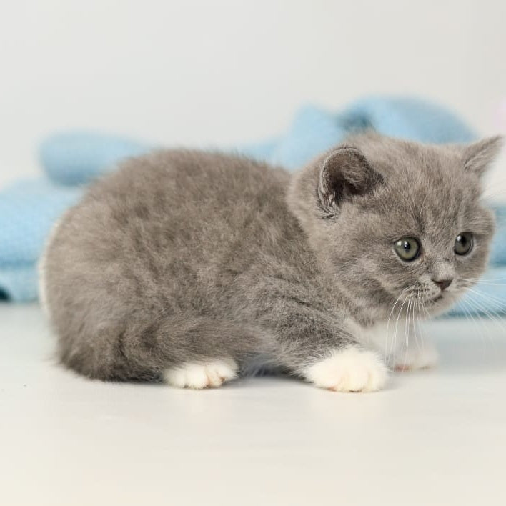 Petra British Shorthair female, blue bicolour