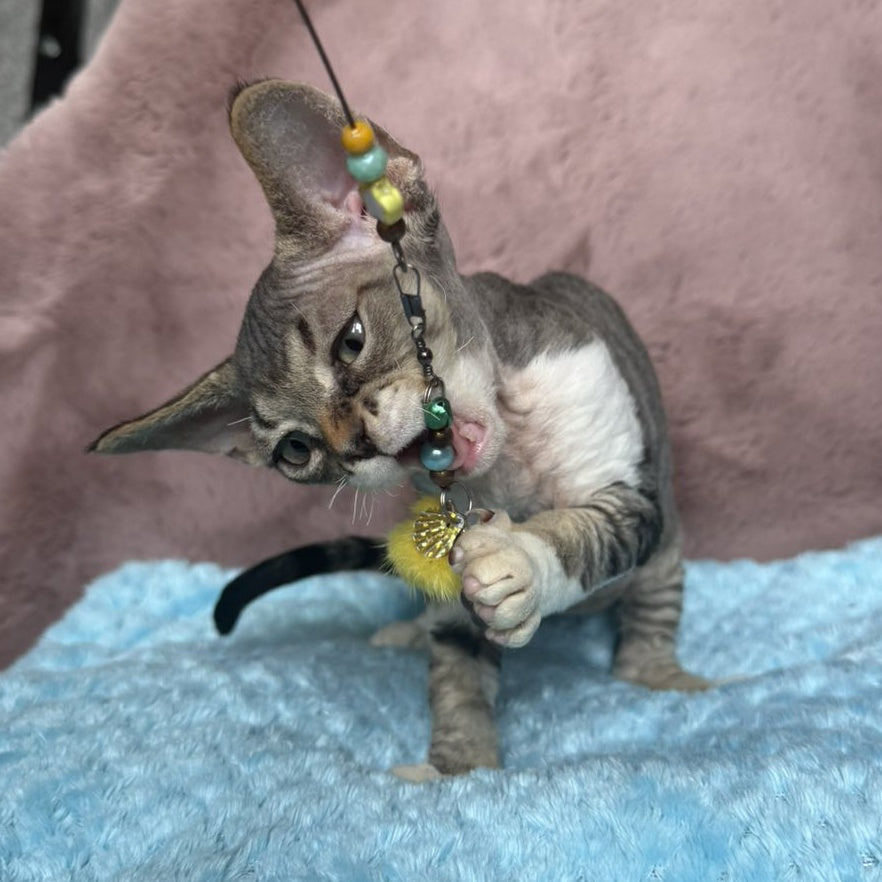 Xenon Devon Rex male, black tabby with white