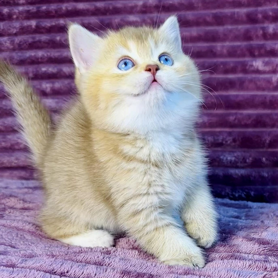 Eden British Shorthair female, cinnamon golden shaded with white