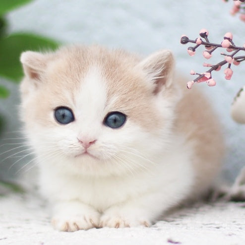 Filya British Shorthair male, blue golden shaded