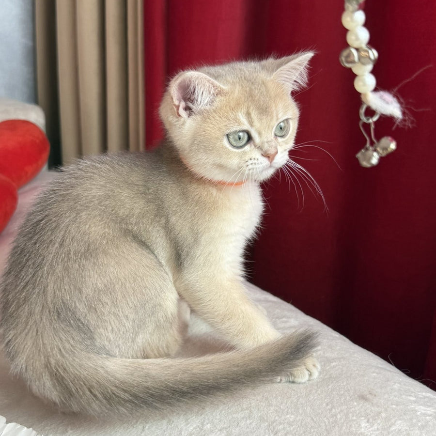 Elpako Scottish Straight male, blue golden shaded