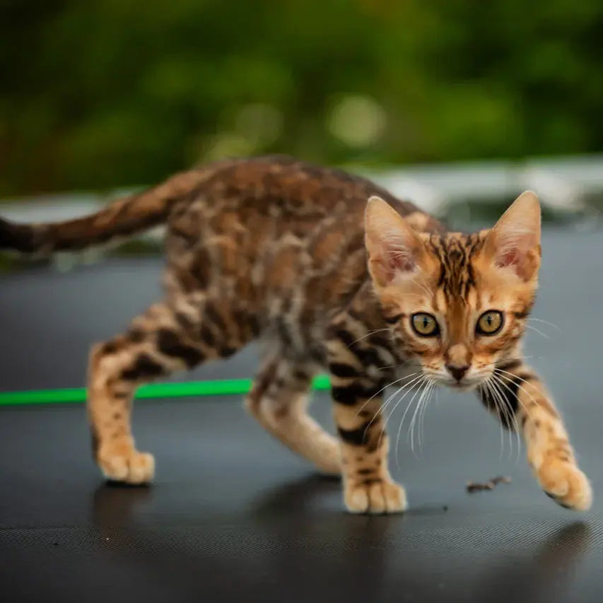 Dilan Bengal male, black spotted tabby