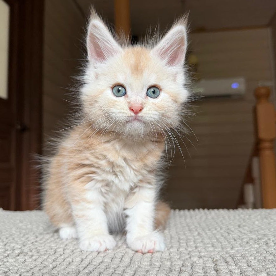 Champ Maine Coon male, red silver tabby