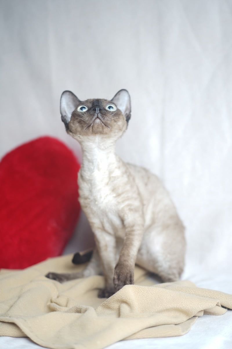 Iriska Devon Rex female chocolate pointed - live animals