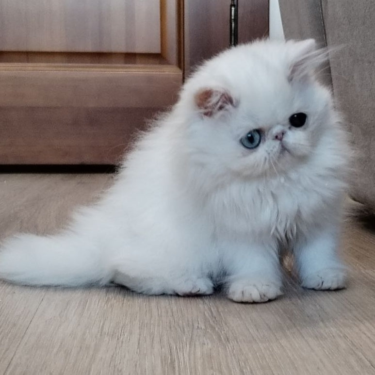 Holly Persian female, white