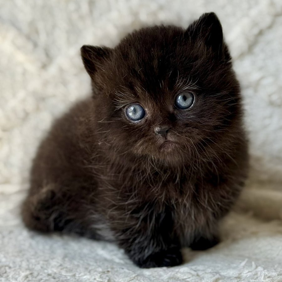 Michael Munchkin male, black