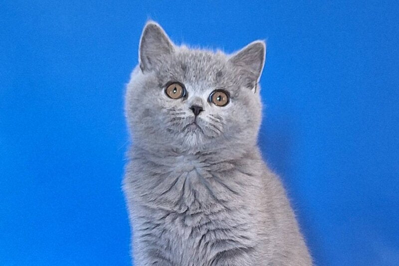Uliya British Shorthair female, blue