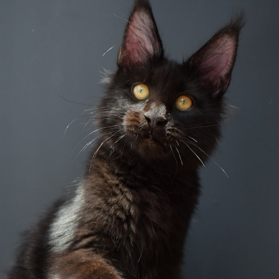 Aristocrat Maine Coon male, black