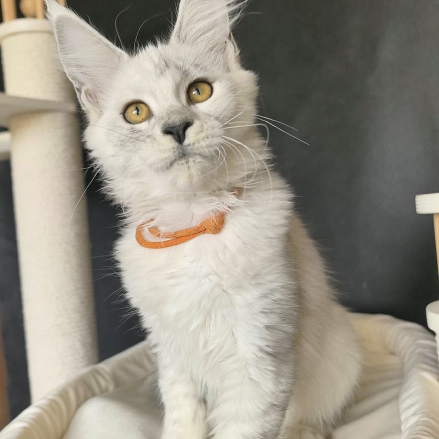 Williana Maine Coon female, black silver tabby