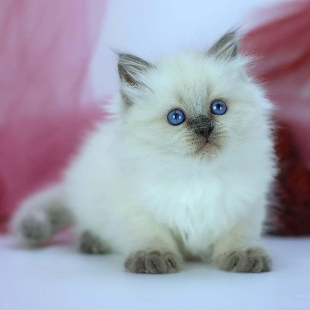 Hvoya Siberian female, blue pointed