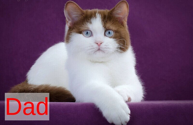 Jasper British Shorthair male, cinnamon bicolour